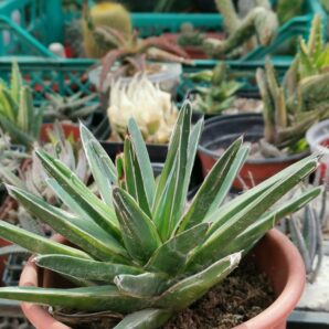 Agave Regina Victoria "Golden Princess"