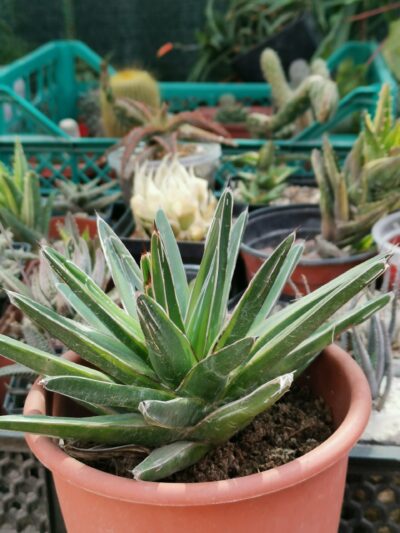Agave Regina Victoria "Golden Princess"