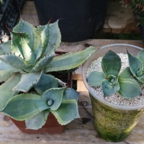 Agave potatorum Tradewinds var.