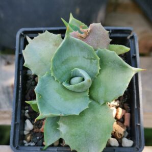 Agave Isthmensis f. dwarf