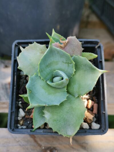 Agave Isthmensis f. dwarf