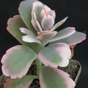 Kalanchoe Fedchenkoi var.