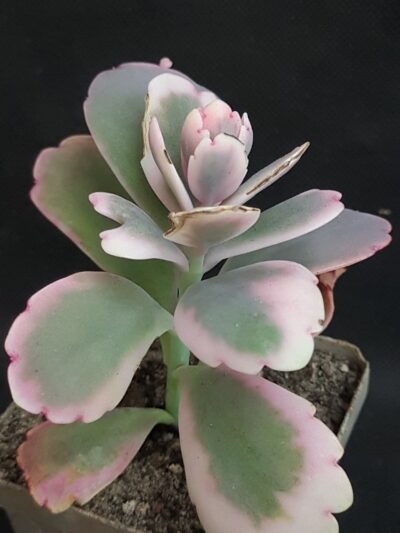 Kalanchoe Fedchenkoi var.