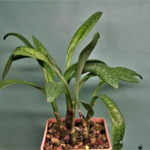 ledebouria-socialis