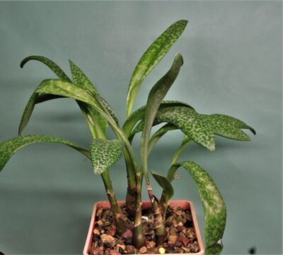 ledebouria-socialis