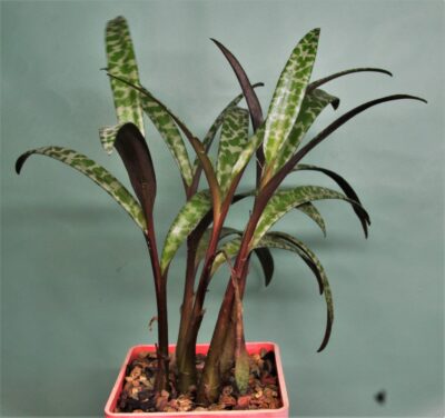 ledebouria-violacea