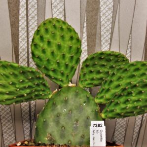 opuntia-sp.-felty-dark-flecks-around-areola