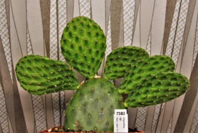opuntia-sp.-felty-dark-flecks-around-areola