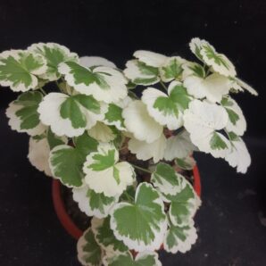 Pelargonium zonal variegated