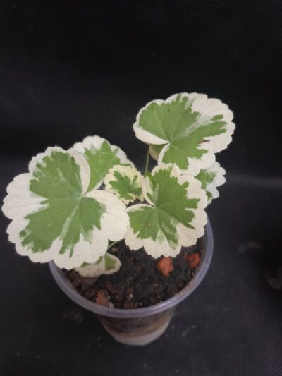 Pelargonium zonal variegated - Зображення 2