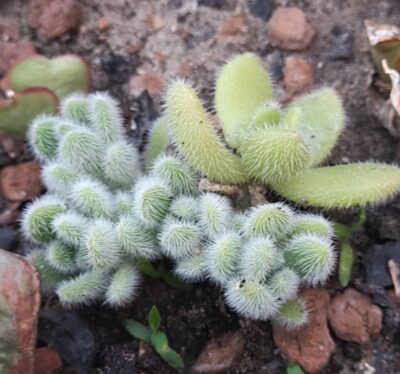 Sedum hintonii
