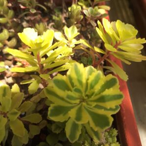 Sedum middendorffianum