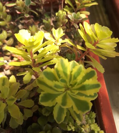 Sedum middendorffianum