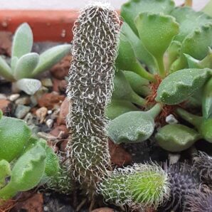 Stapelianthus pilosus | 99