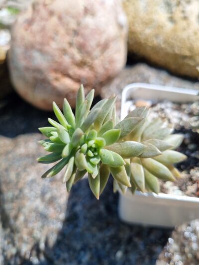 Sedum Multiceps - Зображення 2