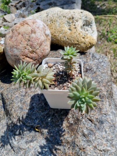 Sedum Multiceps