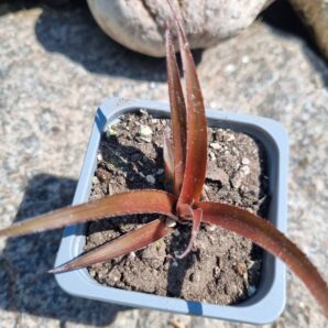 Cryptbergia Rubra Red Burst