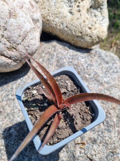 Cryptbergia Rubra Red Burst - Зображення 2