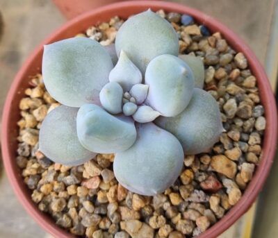 Echeveria "SNOW QUEEN" - Зображення 2