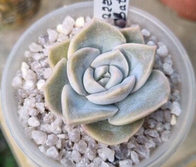 Echeveria "HARRY WATSON" var. - Зображення 2