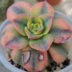 Aeonium "Floresens"