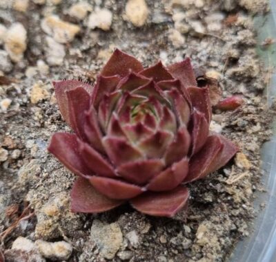 SEMPERVIVUM "ADEL MOED" - Зображення 2