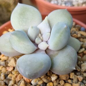 Echeveria "SNOW QUEEN"
