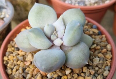 Echeveria "SNOW QUEEN"