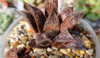 Haworthia "Splendens x 'Kegazato' x 'Yulia'" - Зображення 2