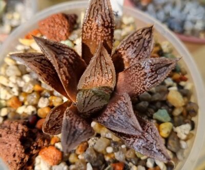 Haworthia "Splendens x 'Kegazato' x 'Yulia'" - Зображення 3