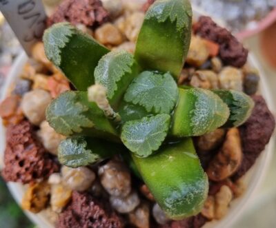 Haworthia ‘EVA’ - Зображення 2