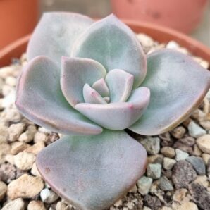 Graptoveria “BAINESII” | 41