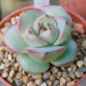 Echeveria "MIRINE"
