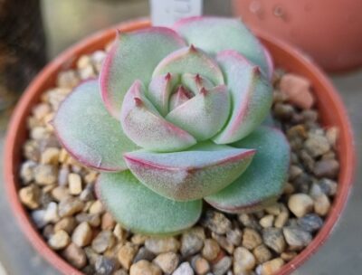 Echeveria "MIRINE"