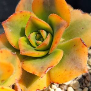 Aeonium "Floresens"