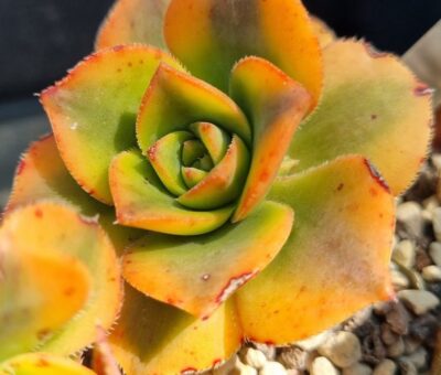 Aeonium "Floresens"