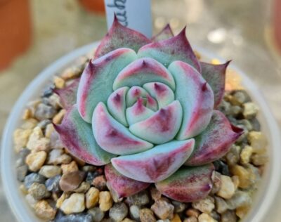 Echeveria "Chihuahuensis" - Зображення 2