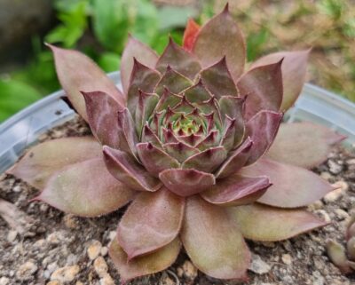 SEMPERVIVUM "ADEL MOED"