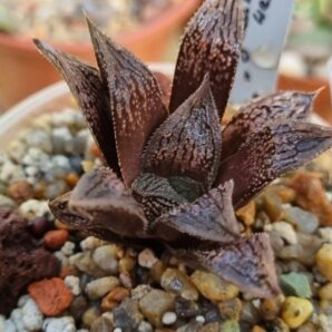 Haworthia "Splendens x 'Kegazato' x 'Yulia'"