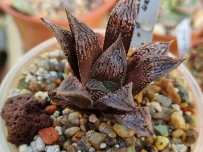 Haworthia "Splendens x 'Kegazato' x 'Yulia'"