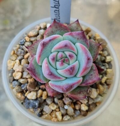 Echeveria "Chihuahuensis" - Зображення 4