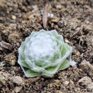 SEMPERVIVUM "SCHAMPOO" | 94