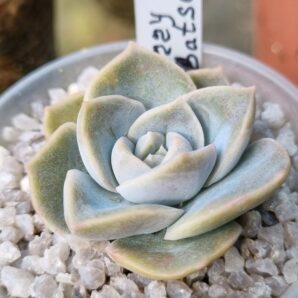 Echeveria "HARRY WATSON" var.