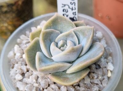 Echeveria "HARRY WATSON" var.