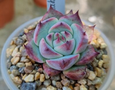 Echeveria "Chihuahuensis"