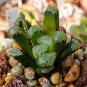 Haworthia ‘EVA’