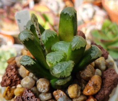 Haworthia ‘EVA’