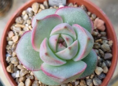 Echeveria "MIRINE" - Зображення 2