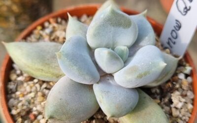 Echeveria "SNOW QUEEN"