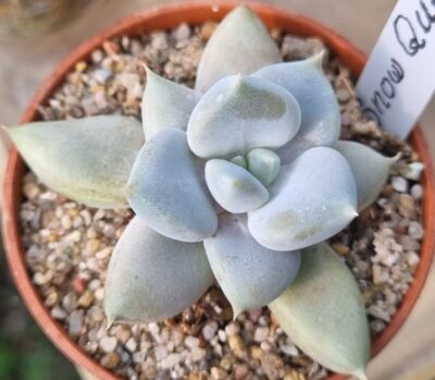 Echeveria "SNOW QUEEN" - Зображення 2